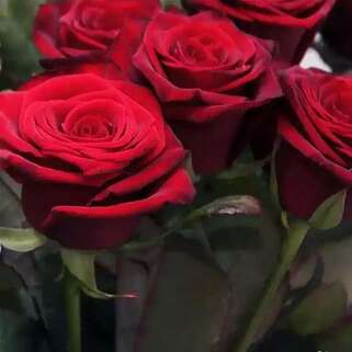 Роза чайно-гибридная Гран При