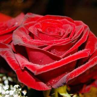 Роза чайно-гибридная Гран При