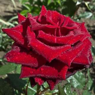 Роза чайно-гибридная Крымская Ночь (Crimean Night)