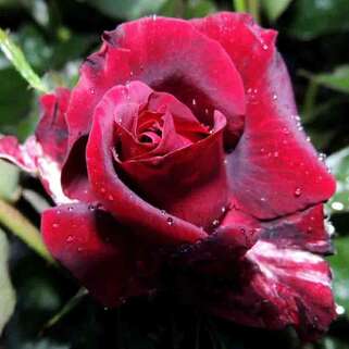 Роза чайно-гибридная Крымская Ночь (Crimean Night)