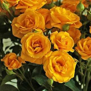 Роза чайно-гибридная Золотая свадьба