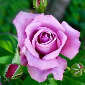 Роза чайно-гибридная Голубой Нил (Blue Nile)