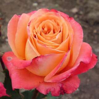 Роза чайно-гибридная Экзотика (Exotica)