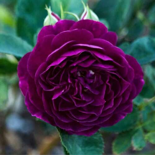 Роза флорибунда Пурпл Эден (Purple Eden)