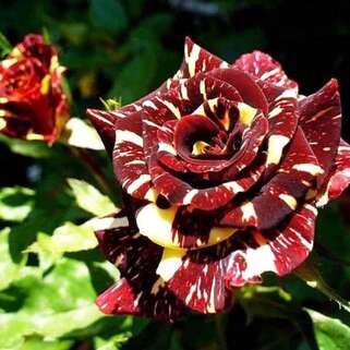 Роза чайно-гибридная Абракадабра