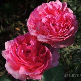 Роза чайно-гибридная Вальцэртраум (Walzertraum)