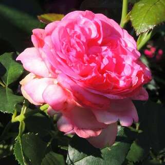 Роза чайно-гибридная Вальцэртраум (Walzertraum)