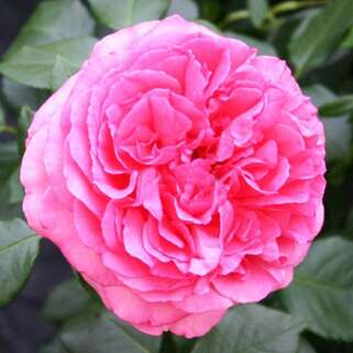 Роза чайно-гибридная Вальцэртраум (Walzertraum)