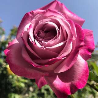 Роза чайно-гибридная Blue Lake