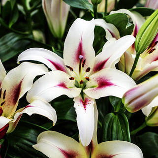 Лилия ОТ гибрид Sucinto (Суцинто)