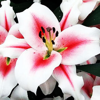 Лилия ОТ гибрид Sucinto (Суцинто)