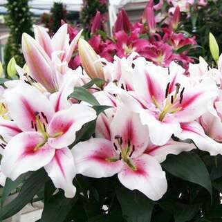 Лилия ОТ гибрид Sucinto (Суцинто)