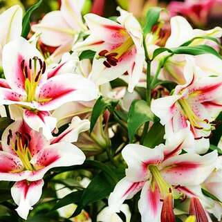 Лилия ОТ гибрид Sucinto (Суцинто)