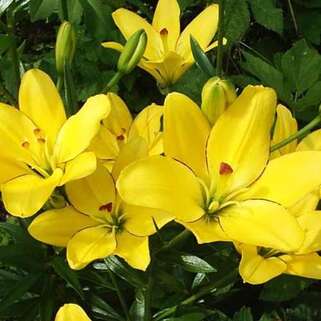 Лилия ЛА гибрид Yellow Cocot (Йеллоу Кокот)