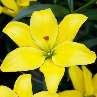 Лилия ЛА гибрид Yellow Cocot (Йеллоу Кокот)