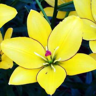 Лилия ЛА гибрид Yellow Cocot (Йеллоу Кокот)