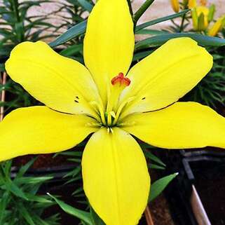 Лилия ЛА гибрид Yellow Cocot (Йеллоу Кокот)