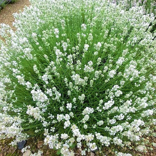 Лаванда узколистная Ellagance Snow (Элеганс Сноу)