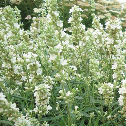 Лаванда узколистная Ellagance Snow (Элеганс Сноу)