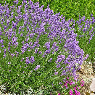 Лаванда узколистная Южанка 