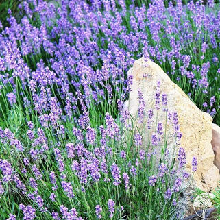 Лаванда узколистная Южанка 