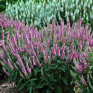 Вероника Pink Damask (Пинк Дамаск)