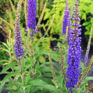 Вероника Sunny Border Blue (Санни Бордер Блю)