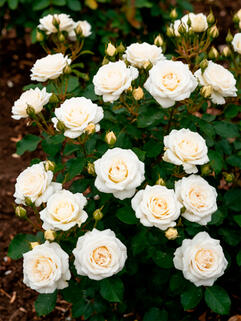 Роза спрей Сноу Дэнс (Snow Dance)