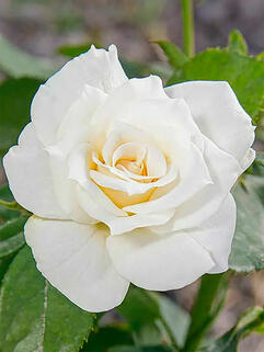 Роза спрей Сноу Дэнс (Snow Dance)