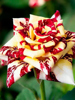 Роза чайно-гибридная Сим Салабим (Simsalabim)