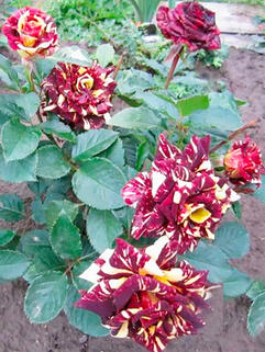 Роза чайно-гибридная Сим Салабим (Simsalabim)