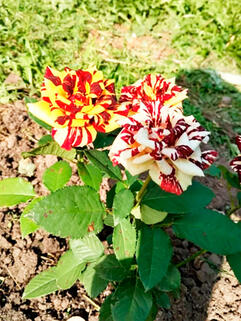 Роза чайно-гибридная Сим Салабим (Simsalabim)