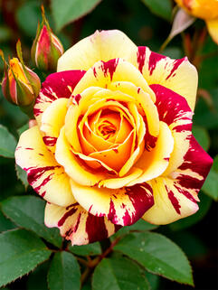 Роза чайно-гибридная Сим Салабим (Simsalabim)