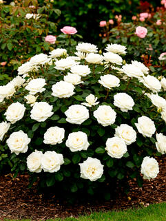 Роза флорибунда Алабастер (Alabaster)