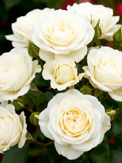 Роза флорибунда Алабастер (Alabaster)