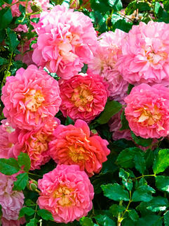 Роза английская кустовая Кристофер Марлоу (Christopher Marlowe)