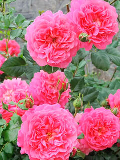 Роза английская кустовая Кристофер Марлоу (Christopher Marlowe)