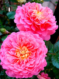 Роза английская кустовая Кристофер Марлоу (Christopher Marlowe)