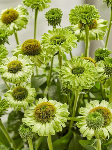 Эхинацея махровая SunSeekers Apple Green (Сансикер Эпл Грин)
