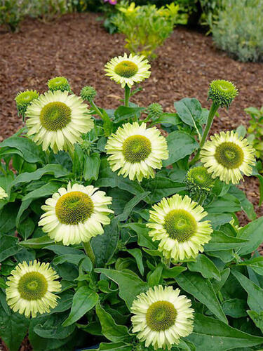 Эхинацея махровая SunSeekers Apple Green (Сансикер Эпл Грин)