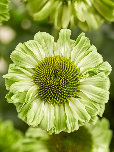 Эхинацея махровая SunSeekers Apple Green (Сансикер Эпл Грин)