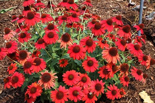 Эхинацея Salsa Red (Сальса Ред)