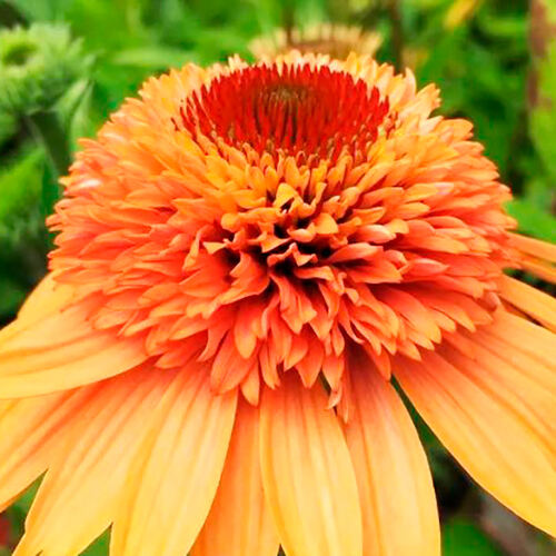 Эхинацея Supreme Cantaloupe (Суприм Канталуп)