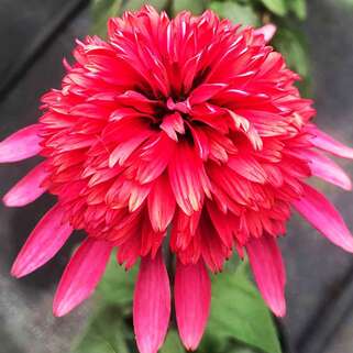 Эхинацея Flamingo (Фламинго)