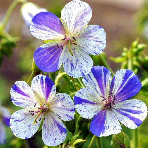 Герань луговая Splish Splash (Сплиш Сплэш)