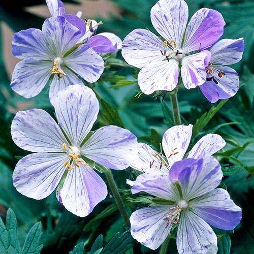 Герань луговая Splish Splash (Сплиш Сплэш)