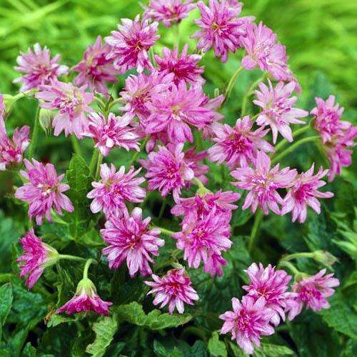 Герань Southcombe Double (Саускамбе Дабл)