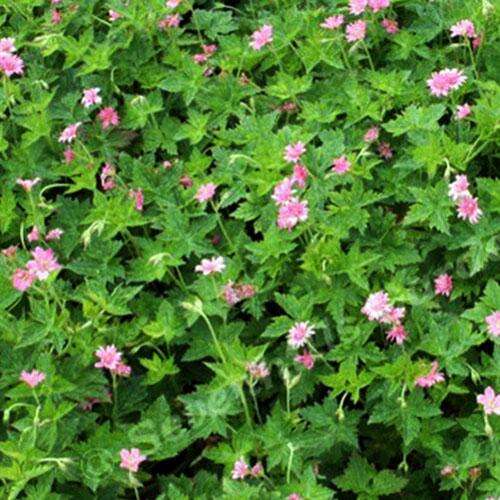 Герань Southcombe Double (Саускамбе Дабл)