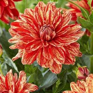 Георгина декоративная Neo (Нео)