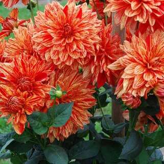 Георгина декоративная Neo (Нео)